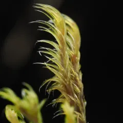 Lawton's Rock Moss thumbnail 4