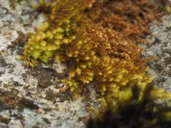 Haller's Feather-moss thumbnail 4
