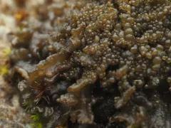 Fingered Jelly Lichen thumbnail 2