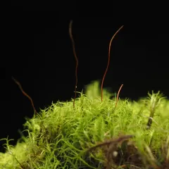 Erect-fruited Iris Moss thumbnail 4