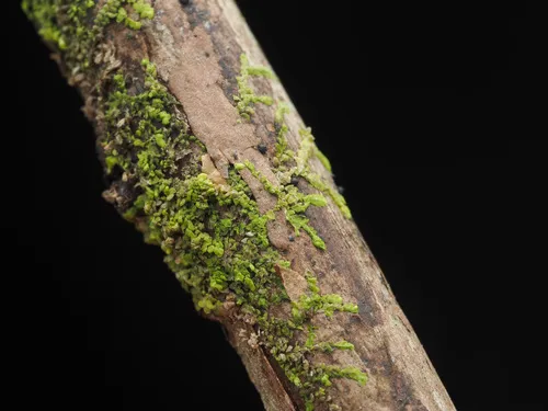 Cololejeunea macounii