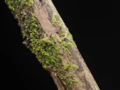 Cololejeunea macounii thumbnail 1