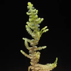 Radula obtusiloba thumbnail 4