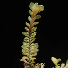 Macrodiplophyllum flaccidum thumbnail 4