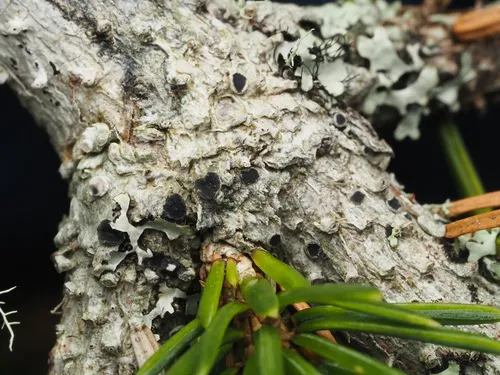 Pertusaria glaucomela