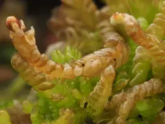 Pleostigma jungermannicola thumbnail 3