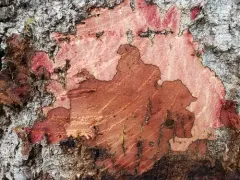 Sudden oak death thumbnail 2