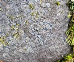black-bordered shingle lichen thumbnail 4