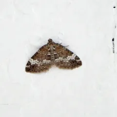 Small Rivulet thumbnail 4