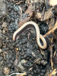 Californiulus chamberlini thumbnail 3