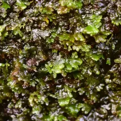 Comb Liverwort thumbnail 3