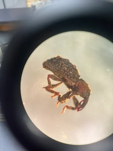 Gastrotaphrus barberi