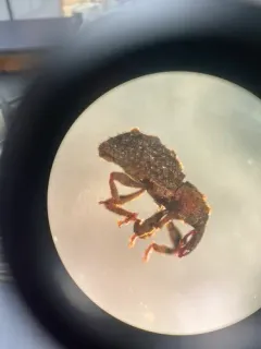 Gastrotaphrus barberi thumbnail 1