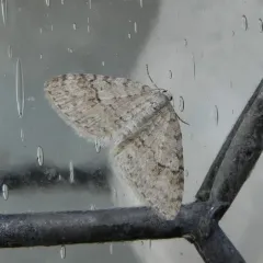 Brown-shaded Carpet Moth thumbnail 4