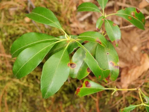Pseudocercospora kalmiae