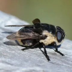 Mouse Bot Fly thumbnail 2