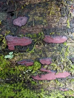 Hypoxylon fuscopurpureum thumbnail 3