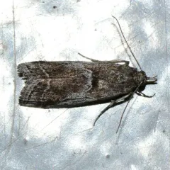 Ambesa walsinghami thumbnail 2
