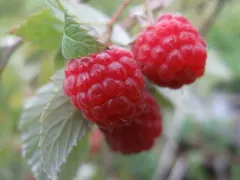 red raspberry thumbnail 1