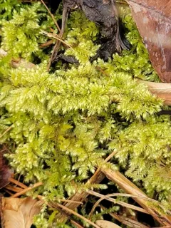 Comb-moss thumbnail 1