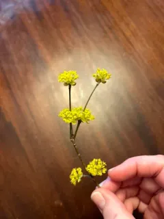 Korean cornel dogwood thumbnail 4