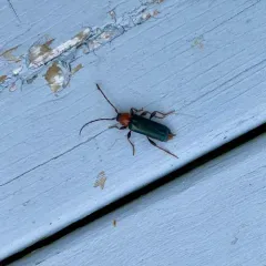 Tanbark Borer thumbnail 2