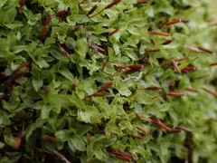 Fringed Extinguisher Moss thumbnail 4