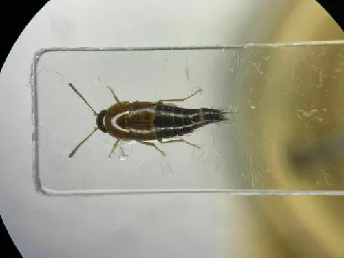 Tachyporus abdominalis