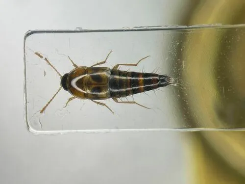 Tachyporus lecontei