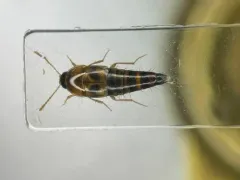 Tachyporus lecontei thumbnail 1