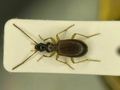 Oxypselaphus pusillus