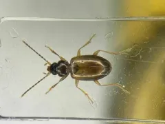 Tachys proximus thumbnail 1