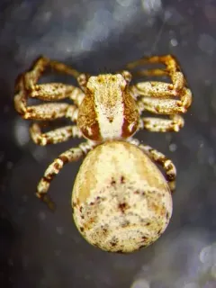 Psammitis labradorensis thumbnail 2