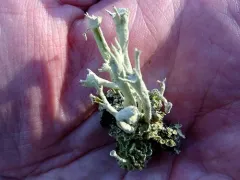 Lesser Sulphur-cup Lichen thumbnail 3