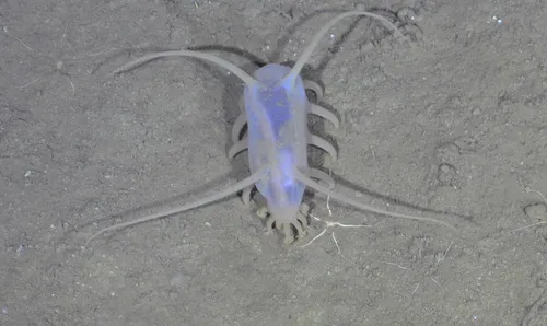 Globose Sea Pig