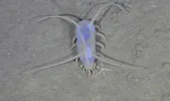 Globose Sea Pig thumbnail 1