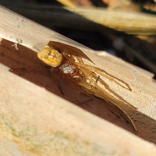 Eurasian Armoured Long-jawed Spider