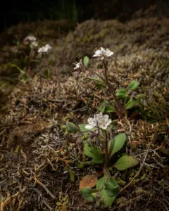 Spring Phacelia thumbnail 4