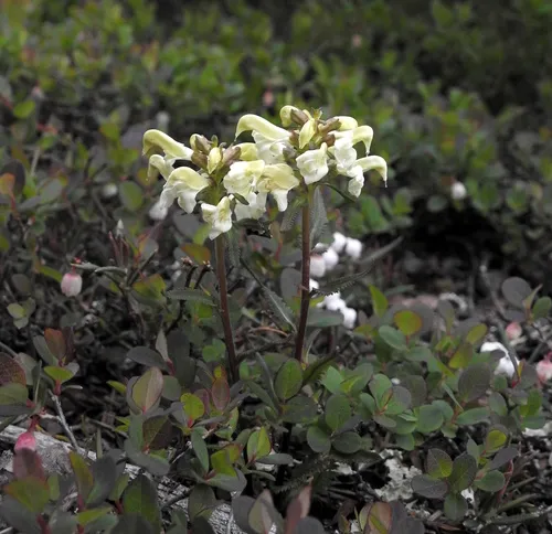 Northern Lousewort