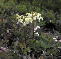 Northern Lousewort thumbnail 1