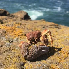 Granular Claw Crab thumbnail 2