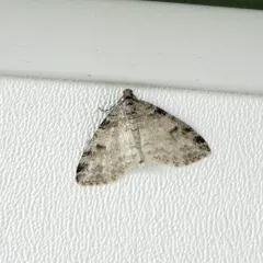 Powder Moth thumbnail 2