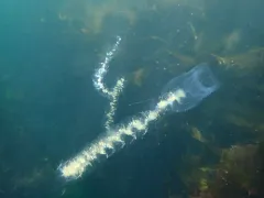 Giant Siphonophore thumbnail 2