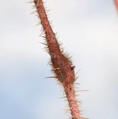 Diplolepis triforma thumbnail 2