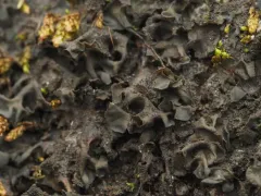 Crumpled Rock Tarpaper Lichen thumbnail 3