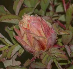 Rabdophaga rosacea thumbnail 1