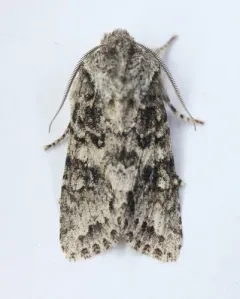 Egira cognata thumbnail 4