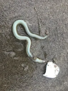 Nephtys californiensis thumbnail 2