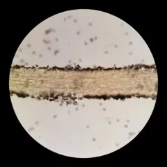 Psathyrella epimyces thumbnail 4
