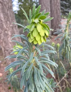 Mediterranean spurge thumbnail 3